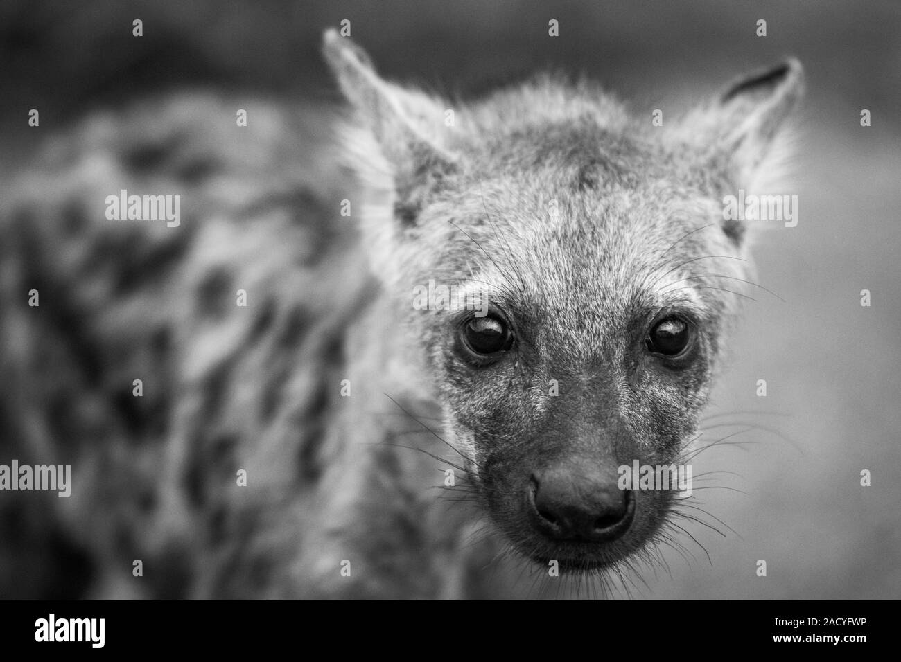 Starring Spotted hyena cub in black and white in the Kruger National Park, South Africa. Stock Photo