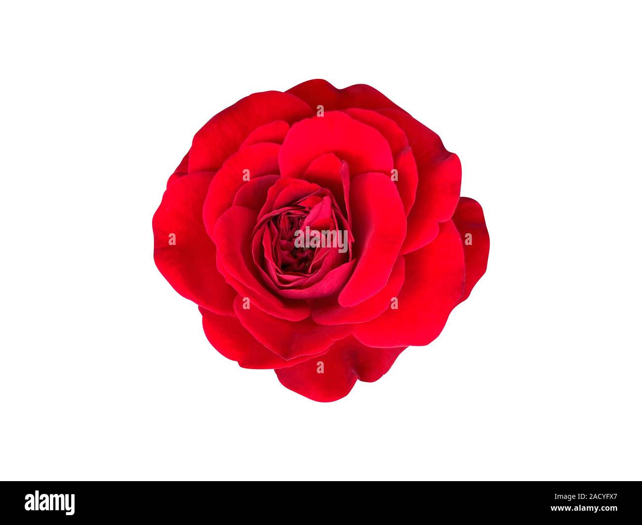 top view of a thailand red rose blossom isolated on white background Stock Photo