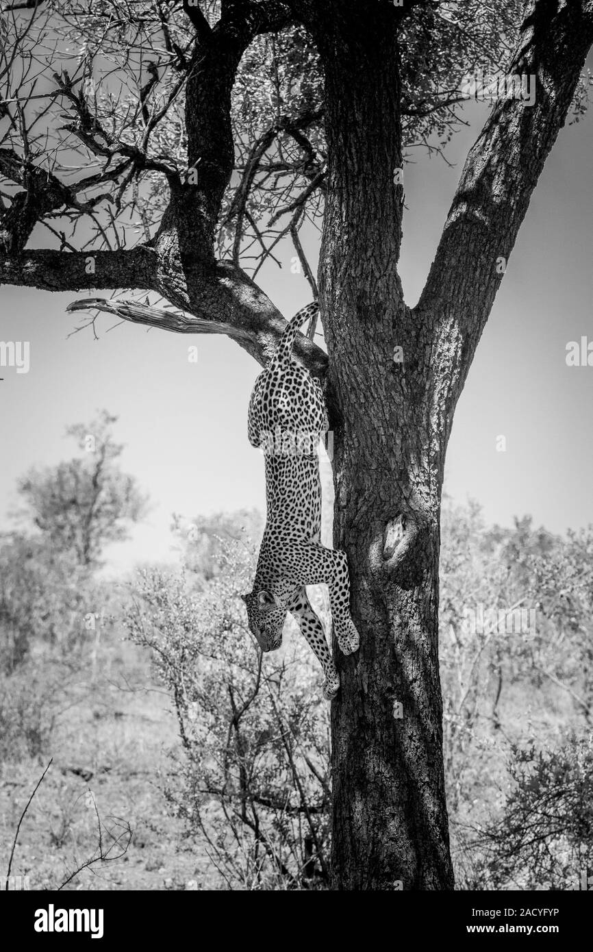 Leopard in a tree in the Kruger National Park, South Africa. Stock Photo