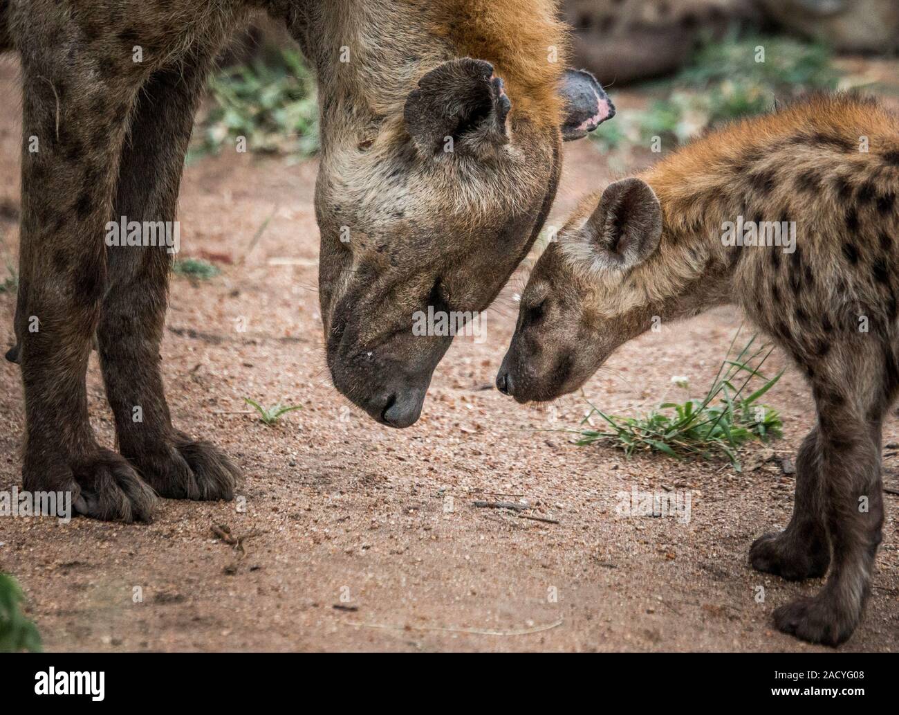 Spotted hyenas in the Kruger National Park, South Africa Stock Photo