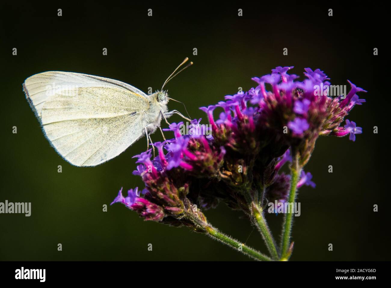 Adult Small White butterfly (Pieris rapae) on a purple flower in the summertime Stock Photo