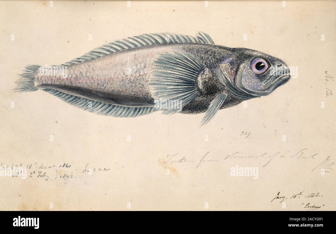 Watercolour by Sir Joseph Dalton Hooker from his Drawings of Antarctic Fish, 1889. Plate no 12. Stock Photo