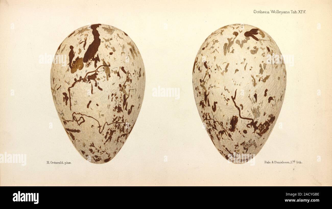 Illustration of Great Auk Eggs by Henrik Gronvold (1858-1940 Stock ...