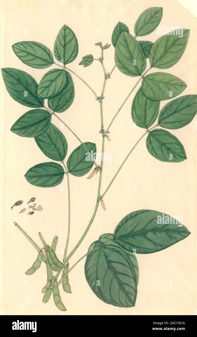 Illustration of the soybean plant, part of the John Fleming Collection