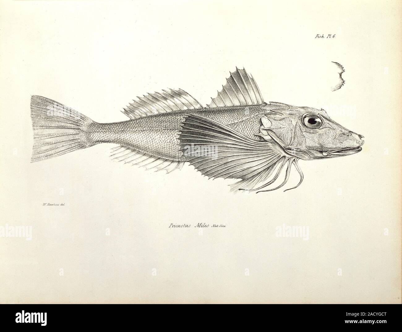 Fish collected by Charles Darwin in the Galapagos Islands. From his ...