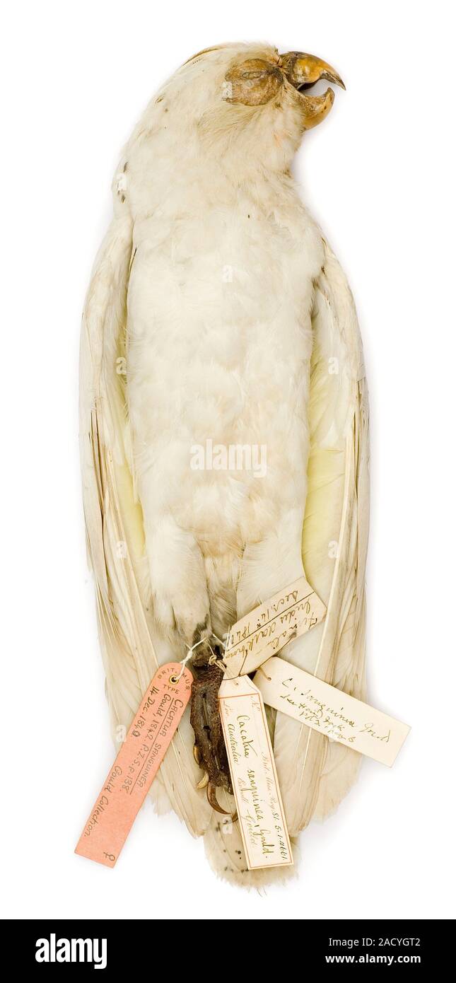 Little Corella, Cacatua sanguinea, specimen collected by RA Bankier in ...