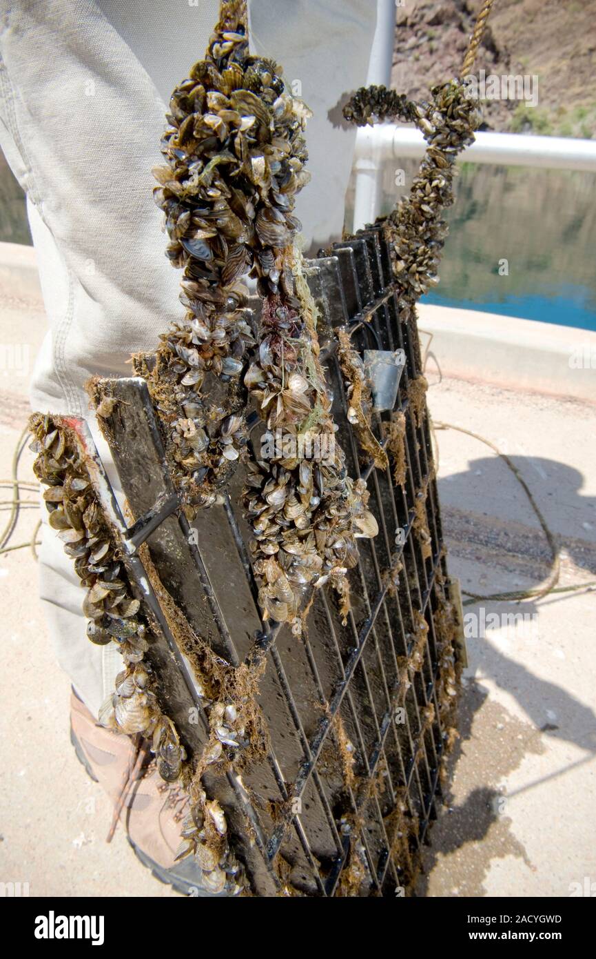 Quagga mussels (Dreissena rostriformis bugensis) attached to a grate
