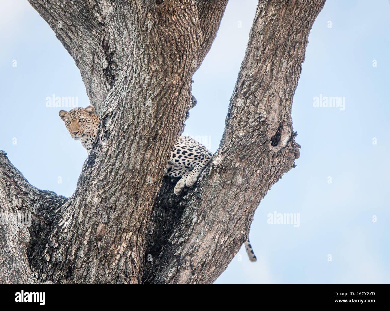 Leopard in a tree in the Kruger National Park Stock Photo - Alamy
