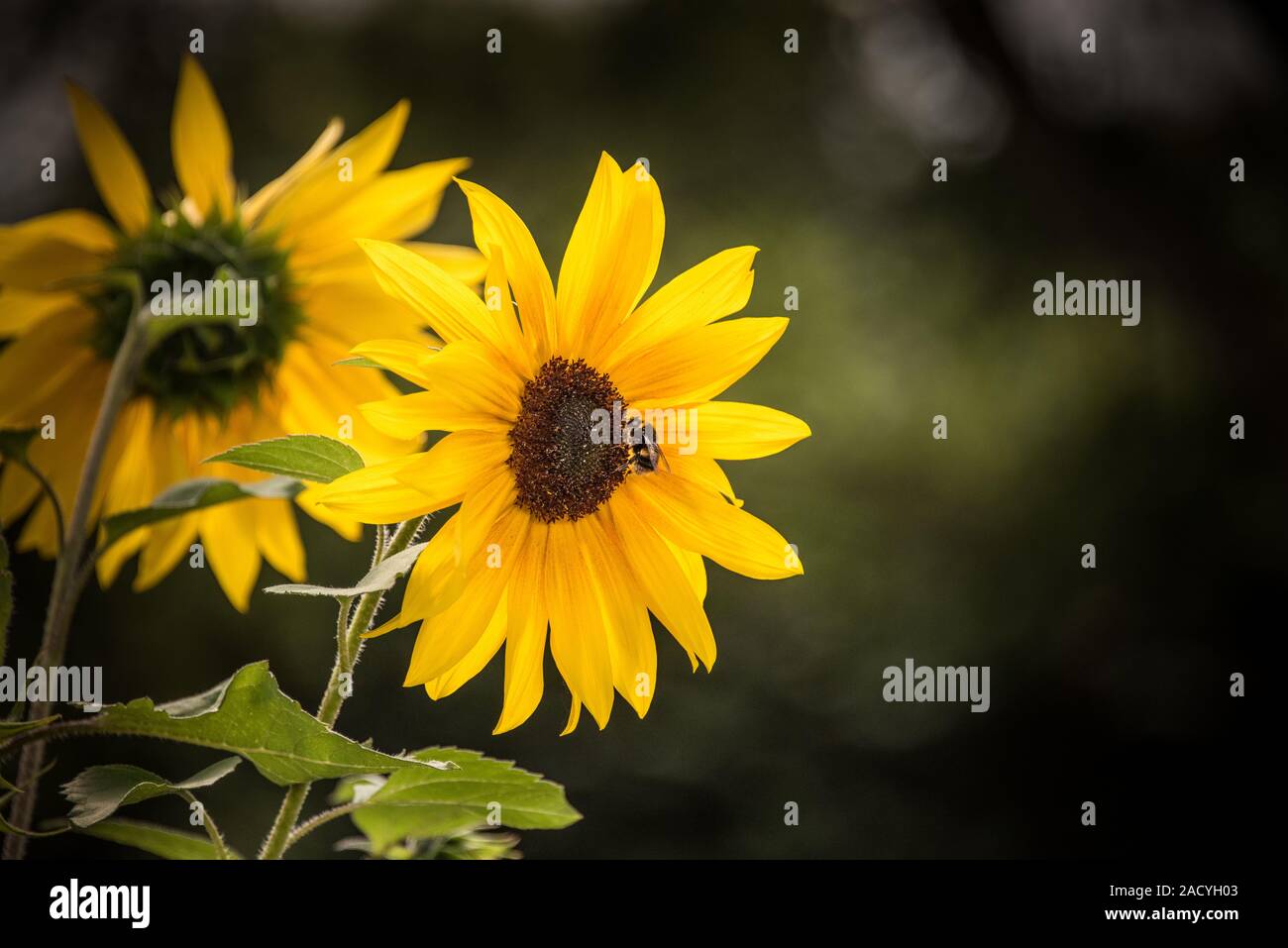 Sun Flower heads against an out of focus background taken on a sunny day Stock Photo