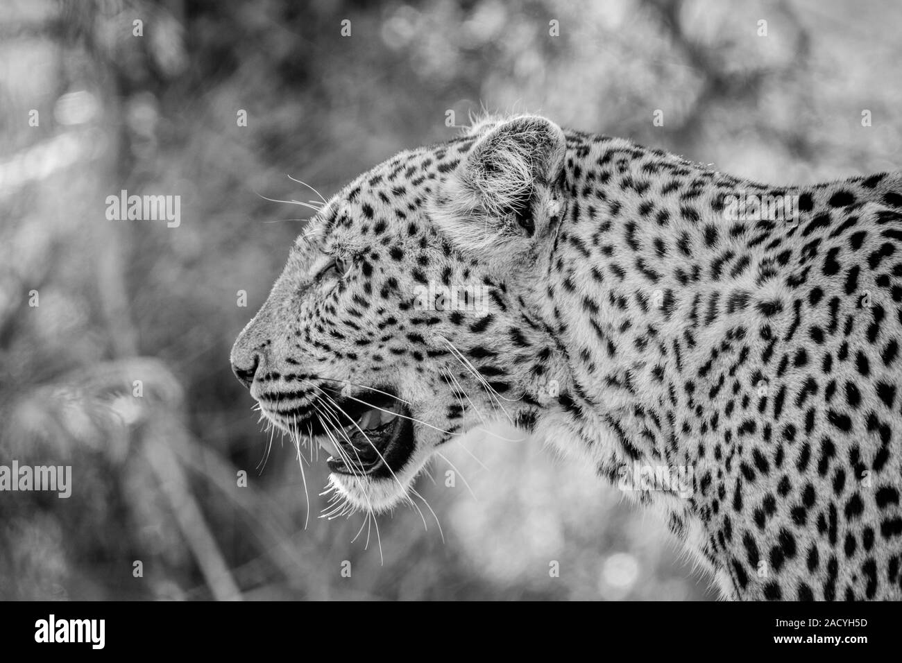 Side profile of a Leopard in black and white in the Kruger National Park Stock Photo