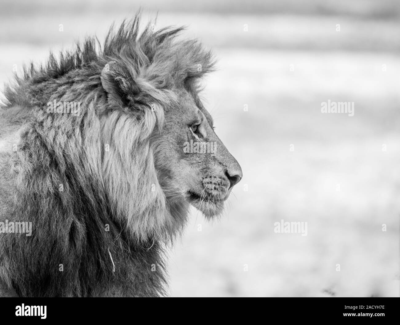 Side profile of a Lion in black and white in the Kruger National Park Stock Photo