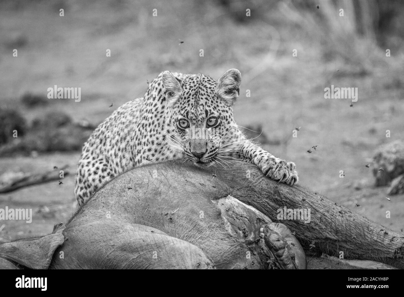 Leopard feeding from an Elephant in black and white in the Kruger National Park. Stock Photo