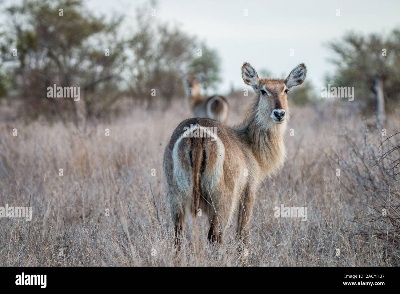 Starring Waterbucks in the Kruger National Park Stock Photo