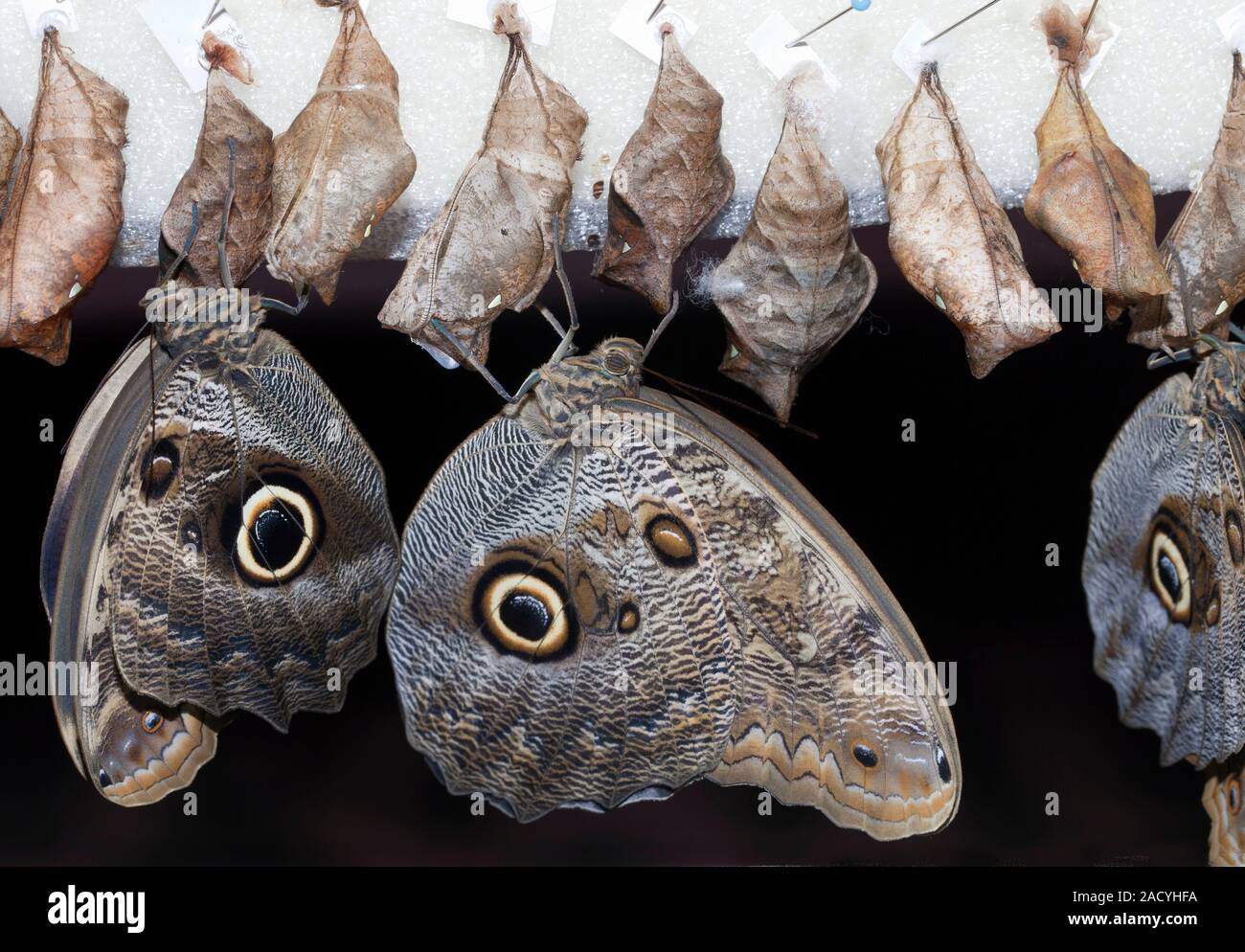 Blue Morpho butterflies, latin name Morpho peleides, are here seen just