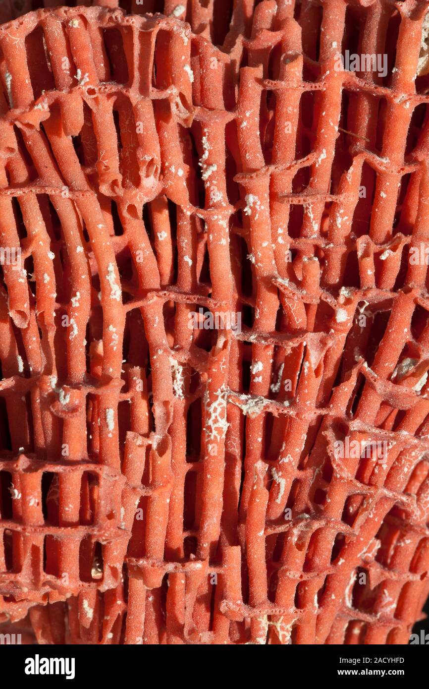 Detail of Organ pipe coral, latin name Tubipora musica, a very characteristic coral species forming a red tubular skeleton suggestive of organ pipes. Stock Photo