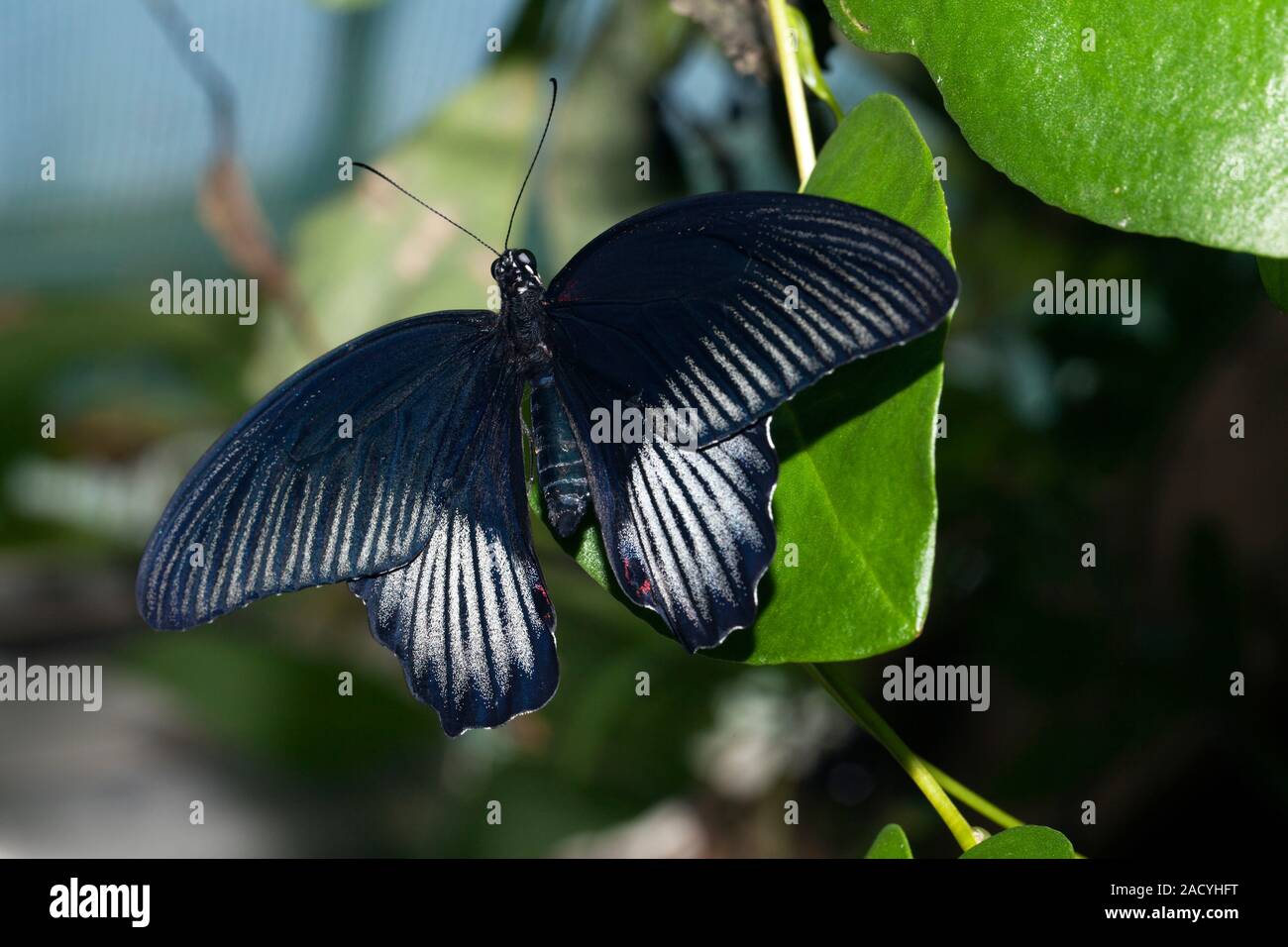The Common Mormon butterfly, latin name Papilio polytes, is a common