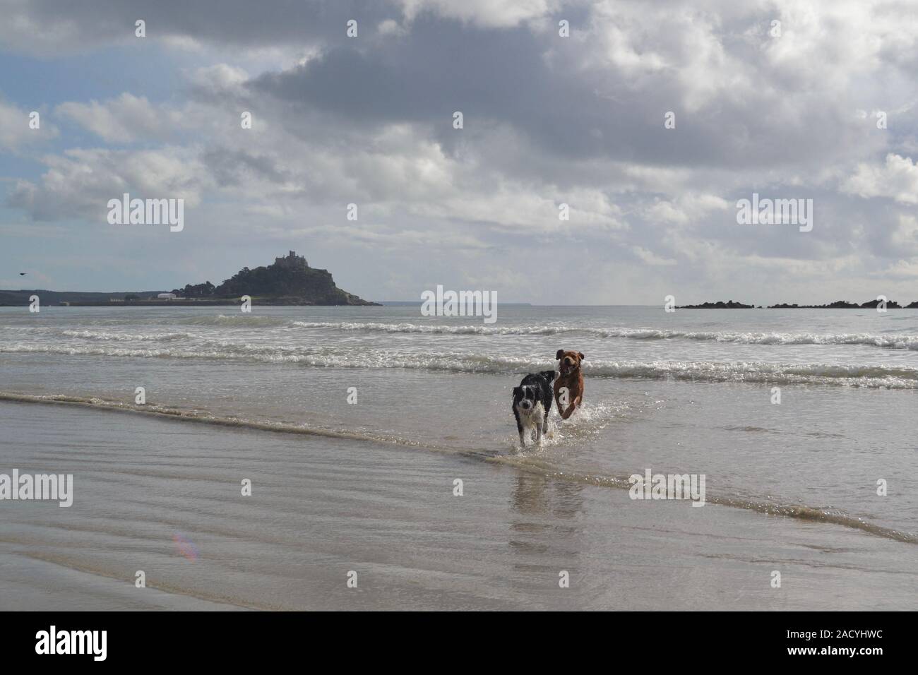 st michaels mount with dogs and seagulls Stock Photo Alamy