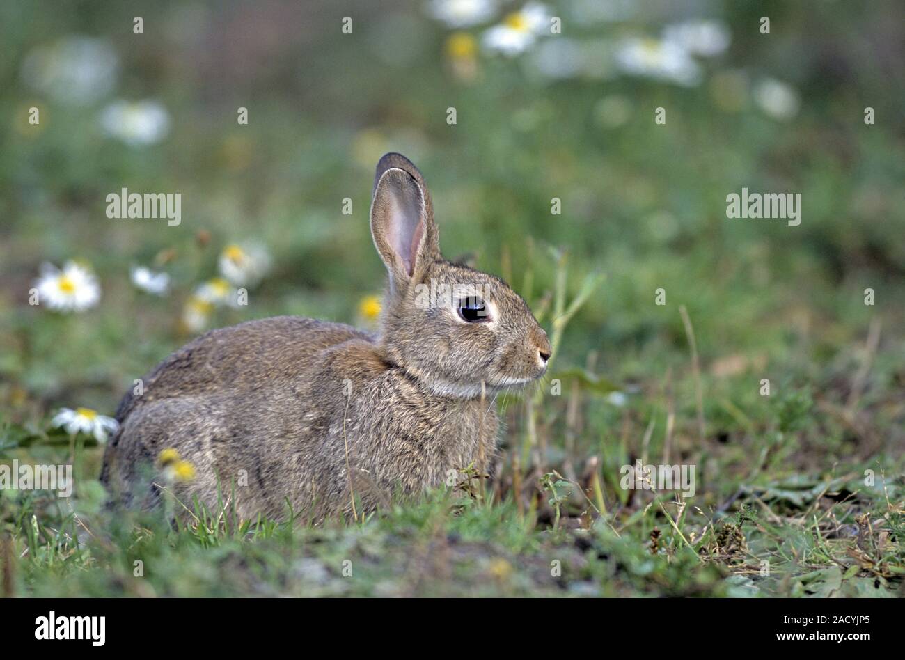 Dependent Rabbit Mother rabbit hi-res stock photography and images - Alamy