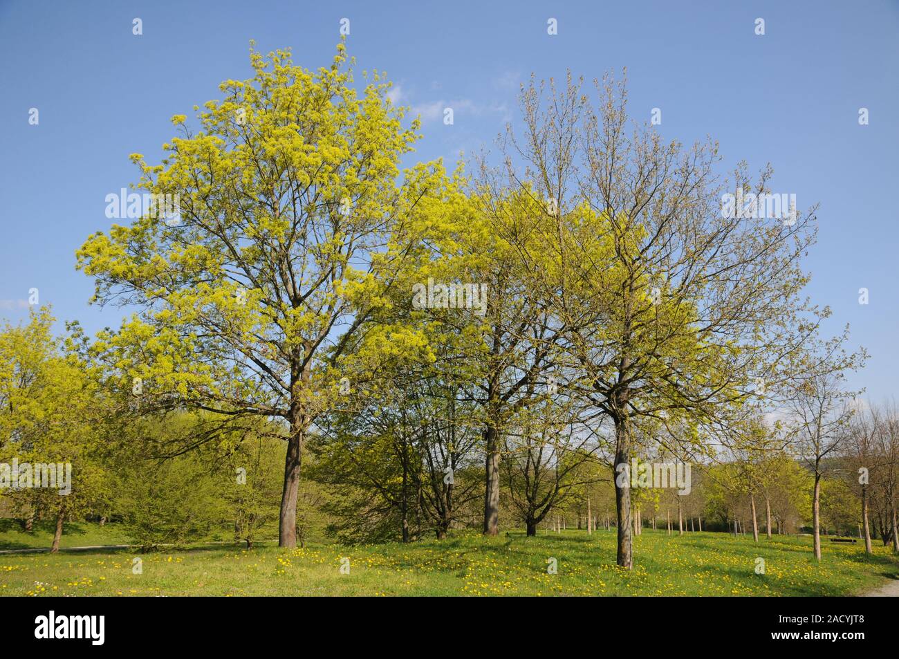 Acer platanoides, Norway maple und Acer pseudoplatanus, Sycamore maple Stock Photo