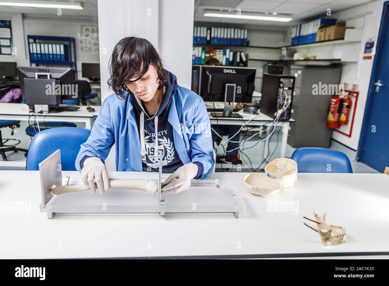 Forensic anthropology lab. Forensic scientist examining human remains in a forensic anthropology