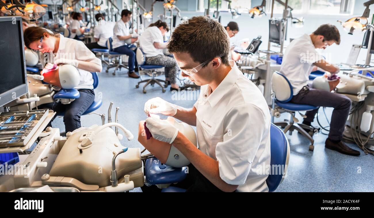 Dentistry training. Dentistry students training using mannequin heads