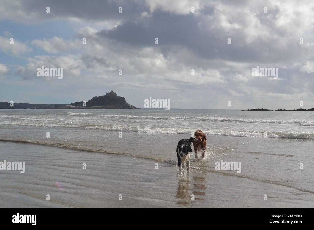 st michaels mount with dogs and seagulls Stock Photo Alamy