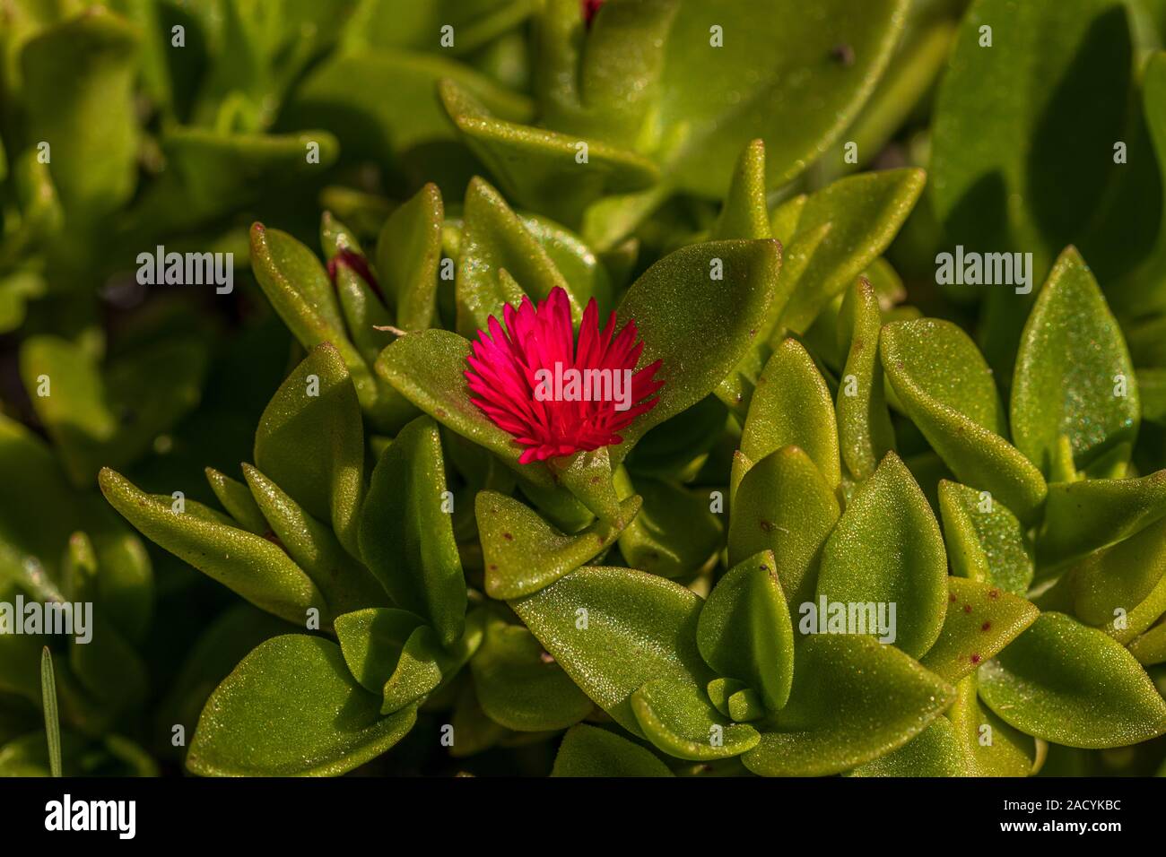 Mesembryanthemum cordifolium, heartleaf iceplant Stock Photo