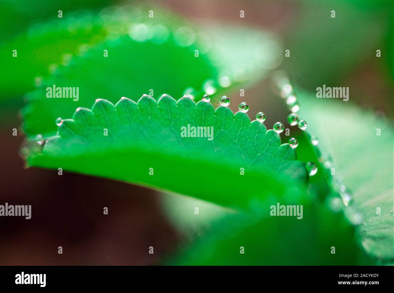Guttation This Is The Exudation Of Sap From The Plant s Xylem Which guttation-this-is-the-exudation-of-sap-from-the-plant-s-xylem-which