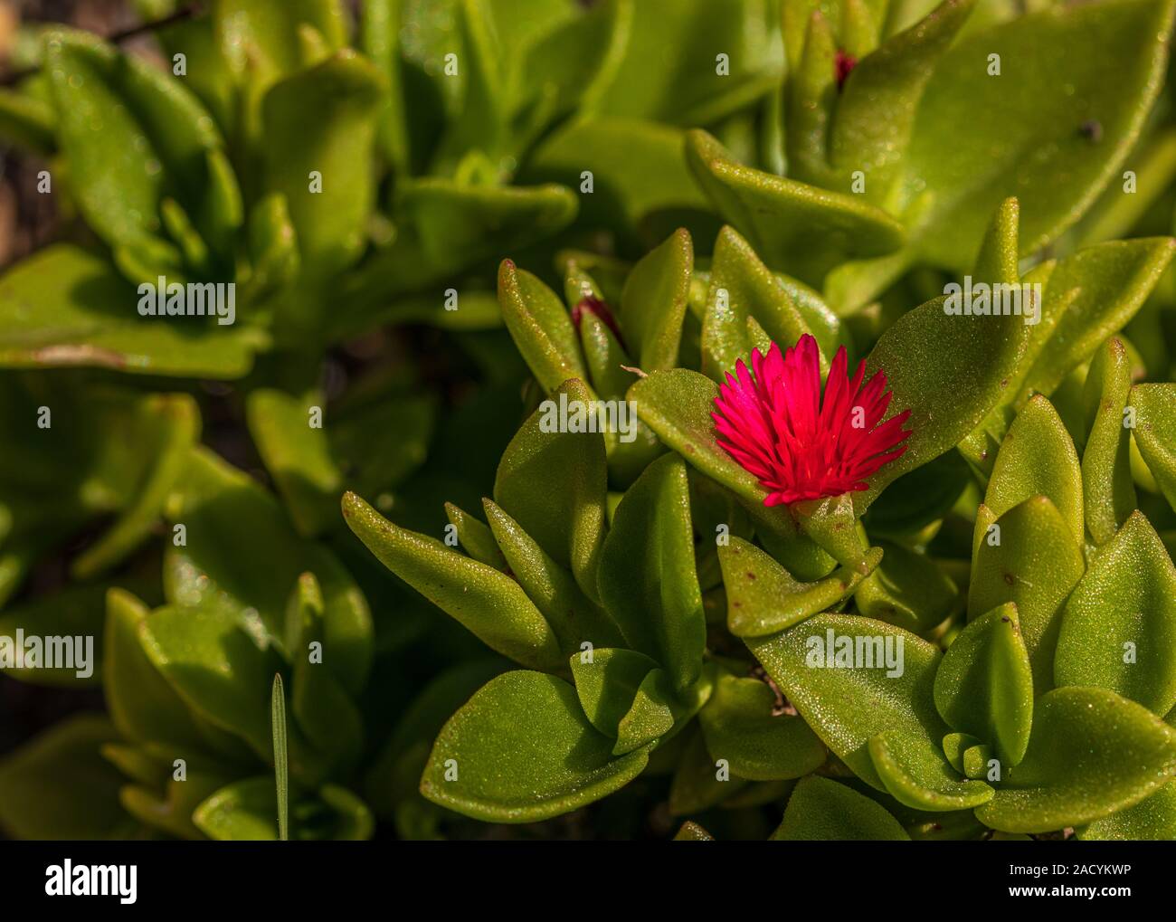 Mesembryanthemum cordifolium, heartleaf iceplant Stock Photo