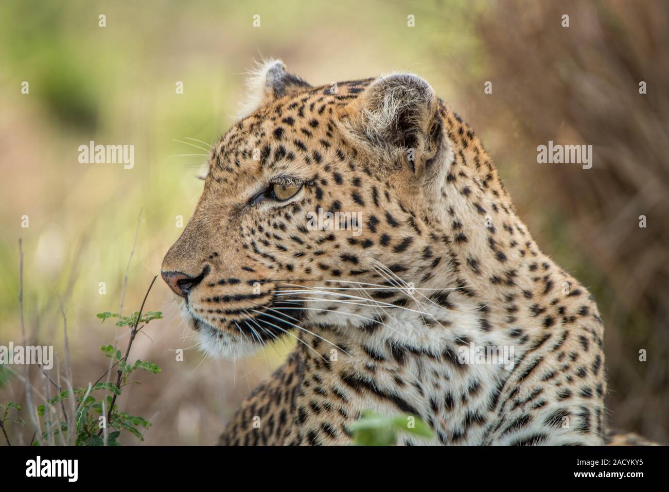 Side profile of a Leopard in the Kruger National Park Stock Photo - Alamy
