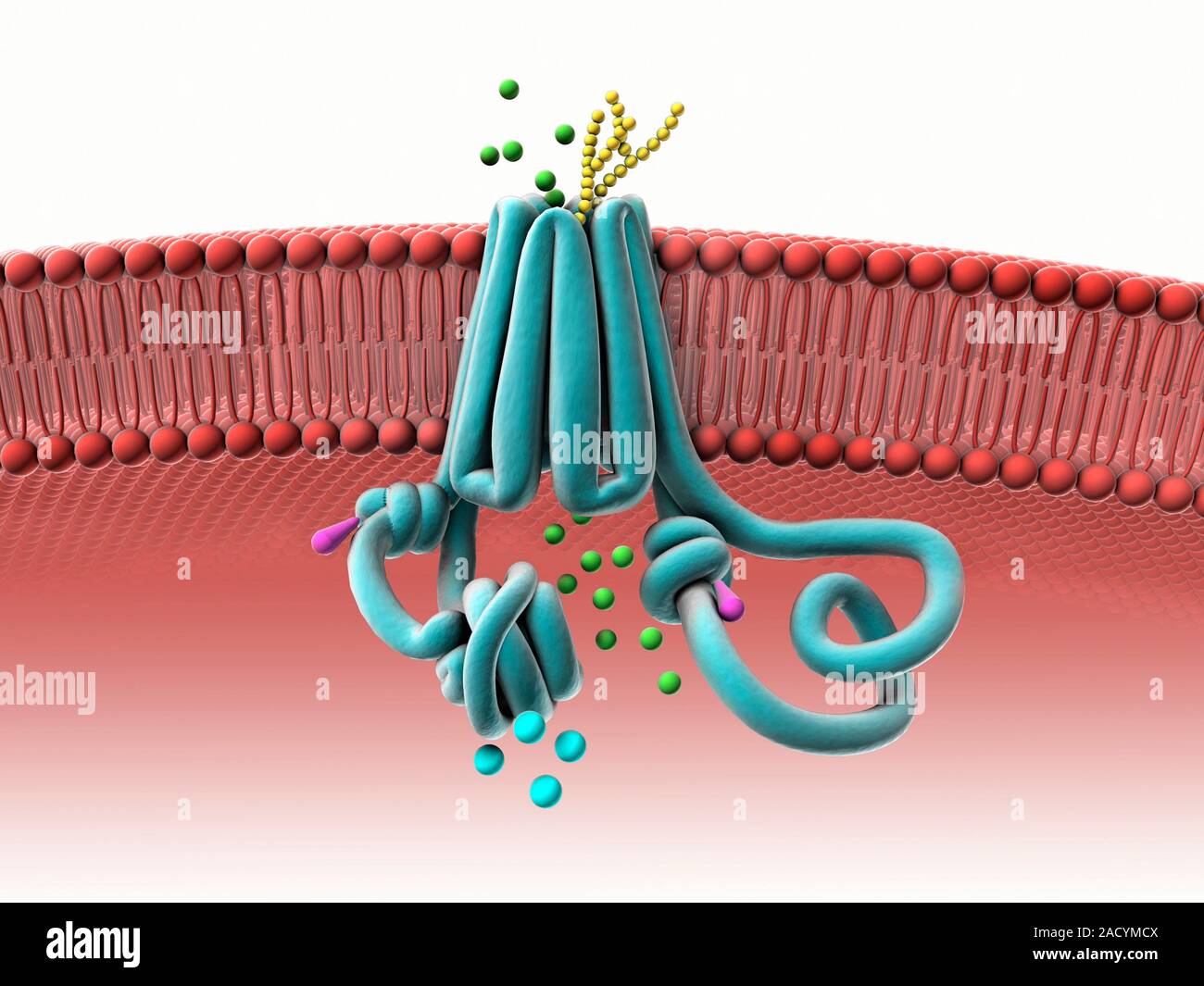 Healthy CFTR protein. Computer illustration of a normally functioning