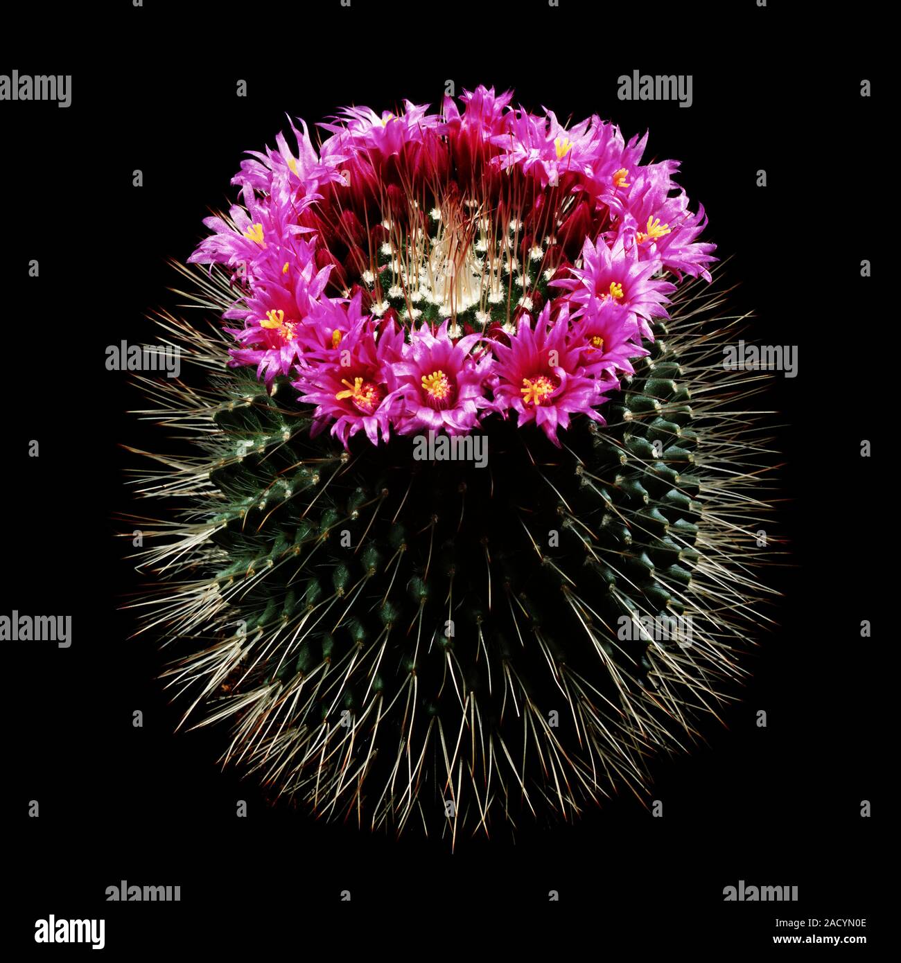Spiny pincushion cactus (Mammillaria spinosissima) in flower Stock