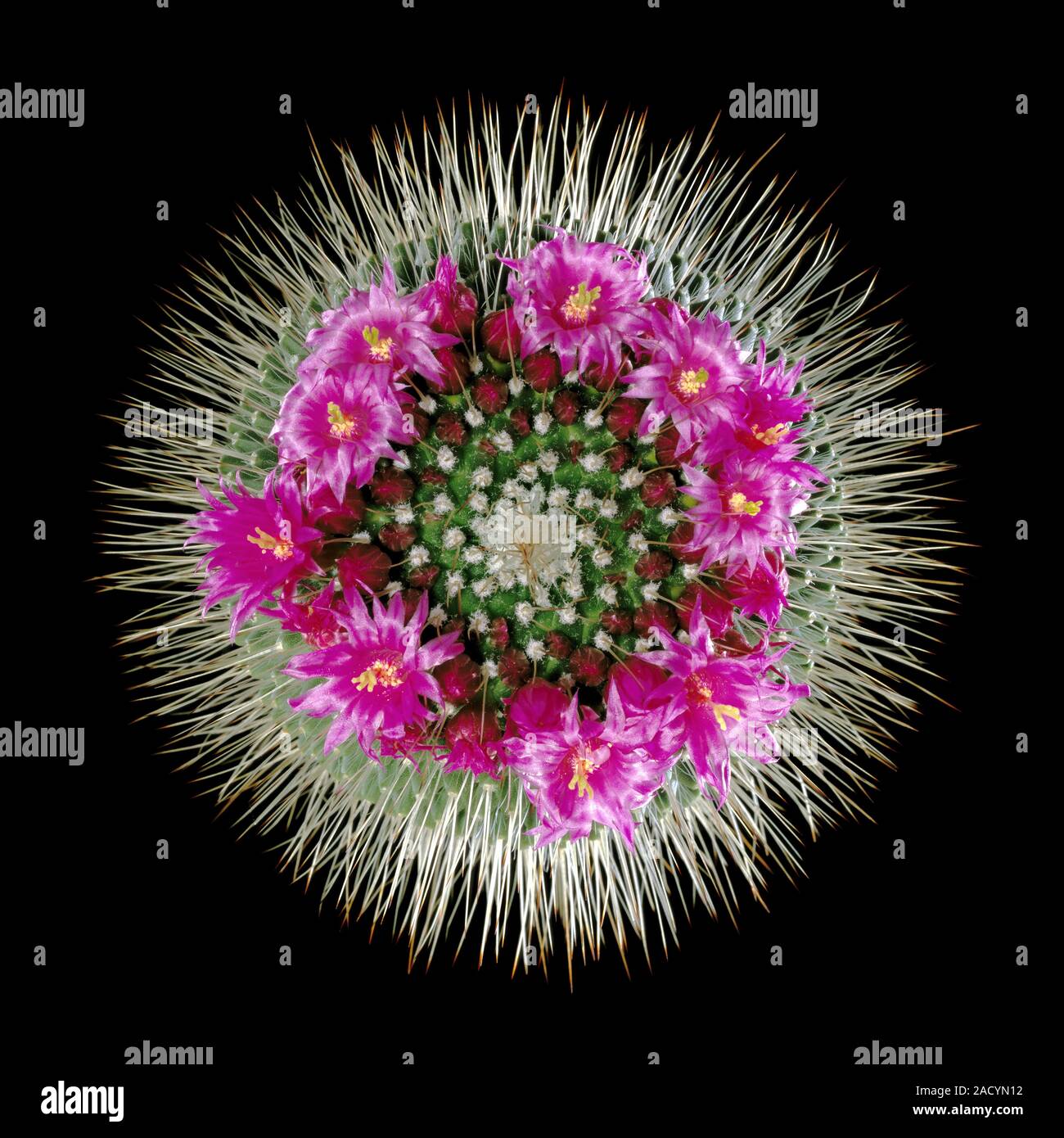 Spiny pincushion cactus (Mammillaria spinosissima) in flower Stock