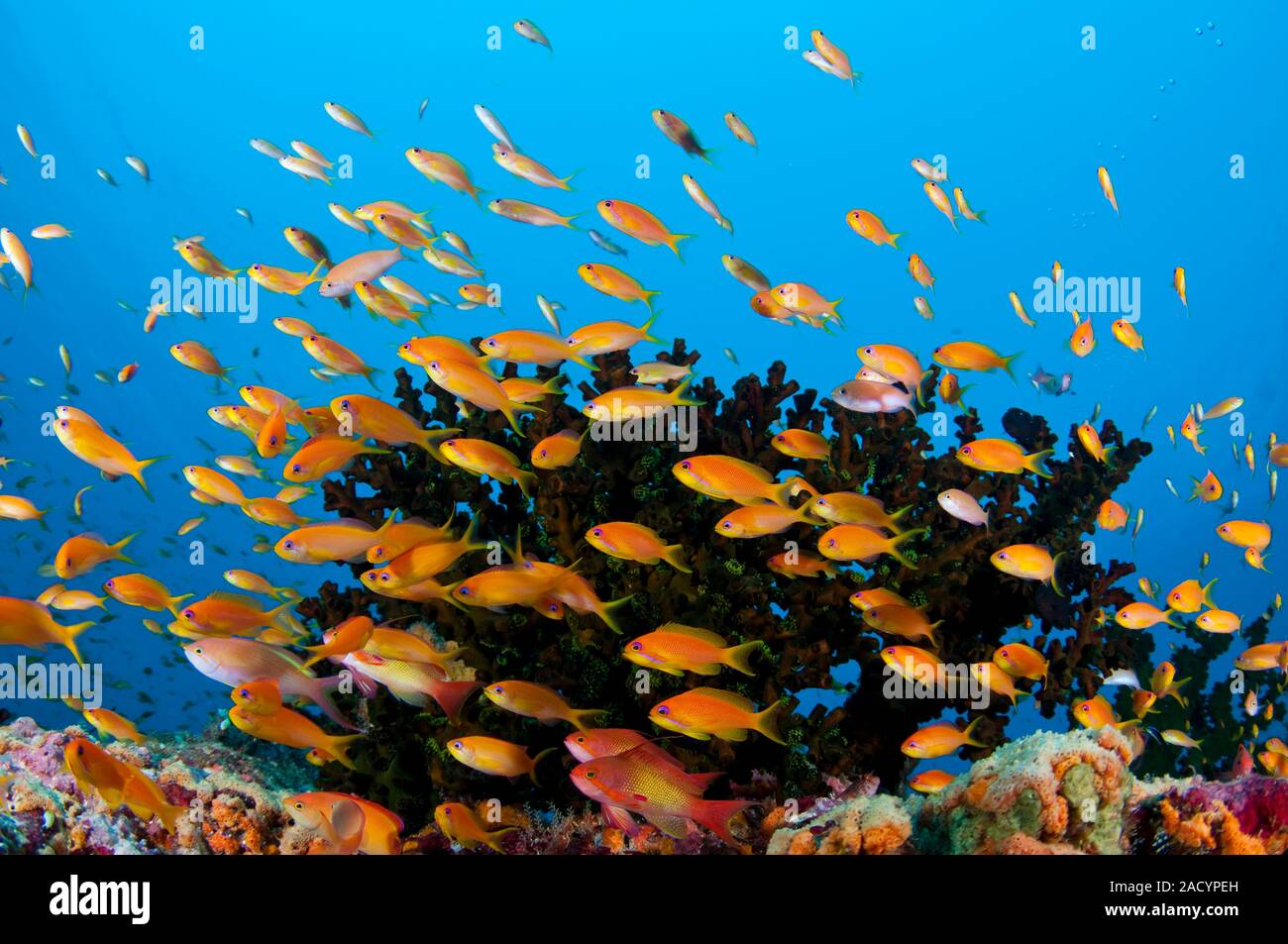 Scalefin Anthias, Pseudanthias squamipinnis, schooling around the top ...