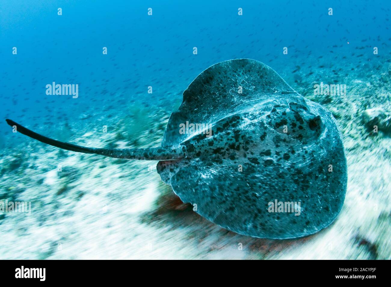A marble ray, Taeniura meyeni, photographed using a panning technique ...