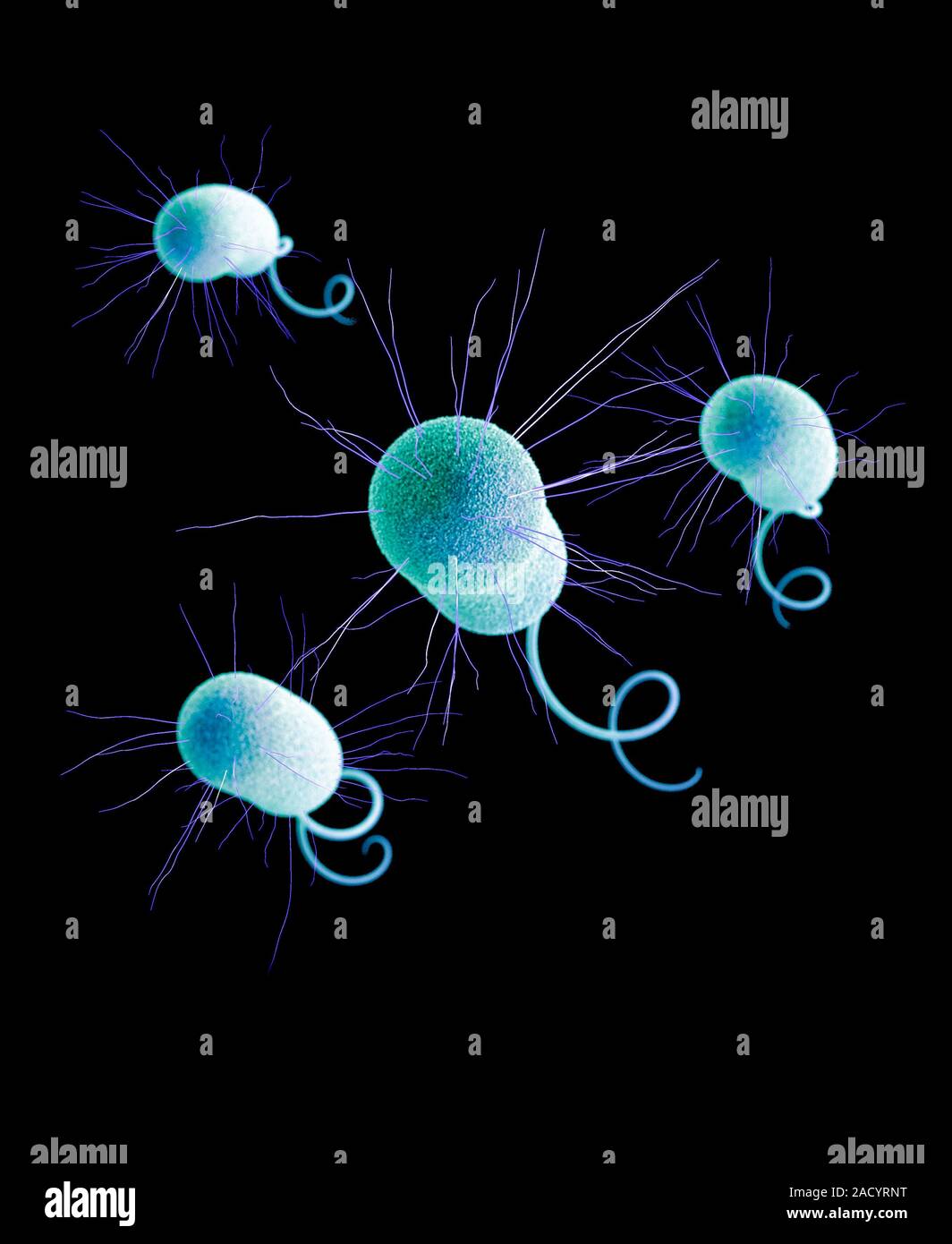 Drugresistant Pseudomonas bacteria. 3D computer illustration of four multidrugresistant