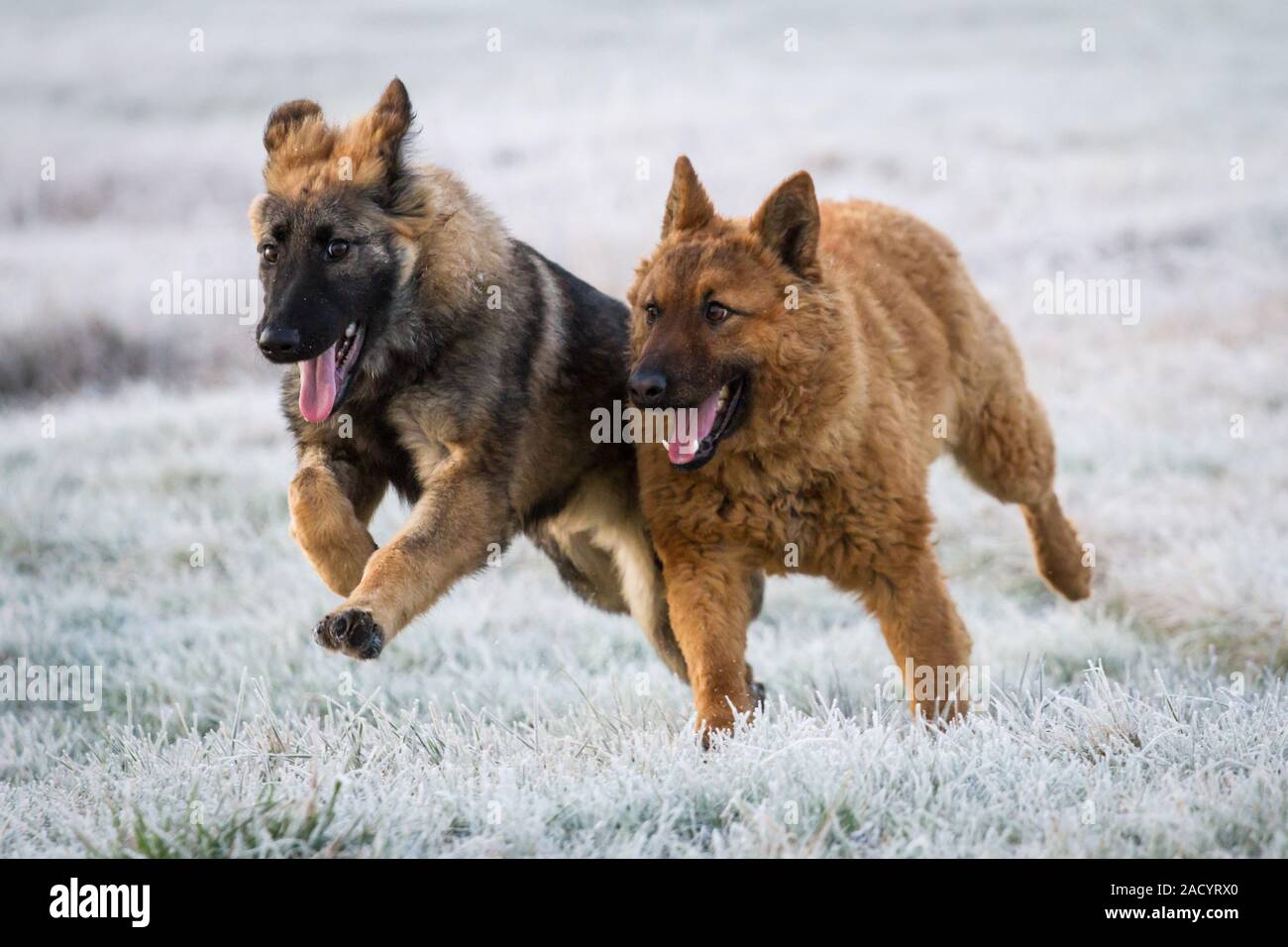 Two dogs playing in the snow, a German Shepherd Dog puppy and a Westerwälder Kuhhund (Old German Sheepdog) Stock Photo