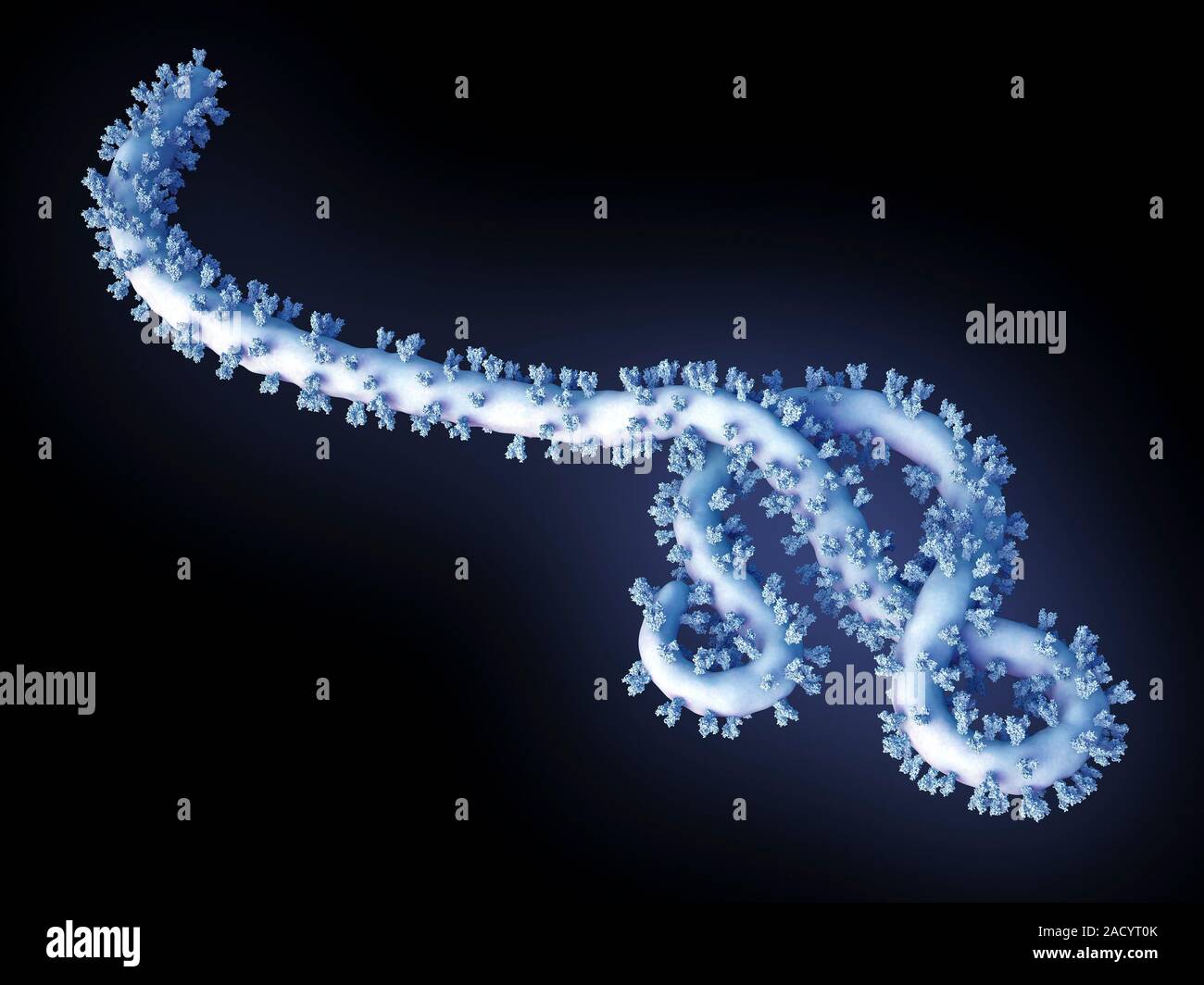 Computer illustration of an ebola virus particle. Seen on the viral ...