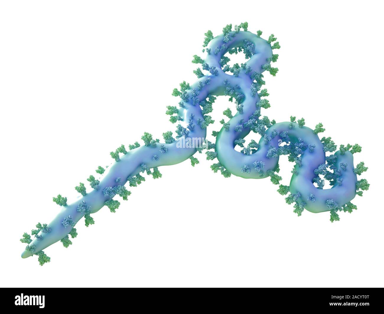 Computer illustration of an ebola virus particle. Seen on the viral ...