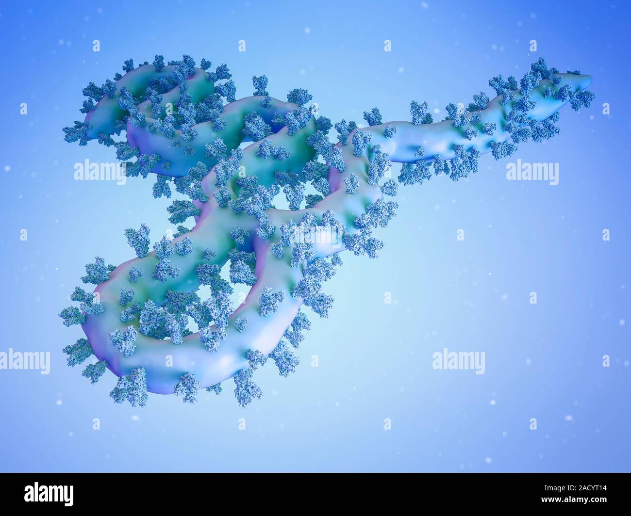 Computer illustration of an ebola virus particle. Seen on the viral ...