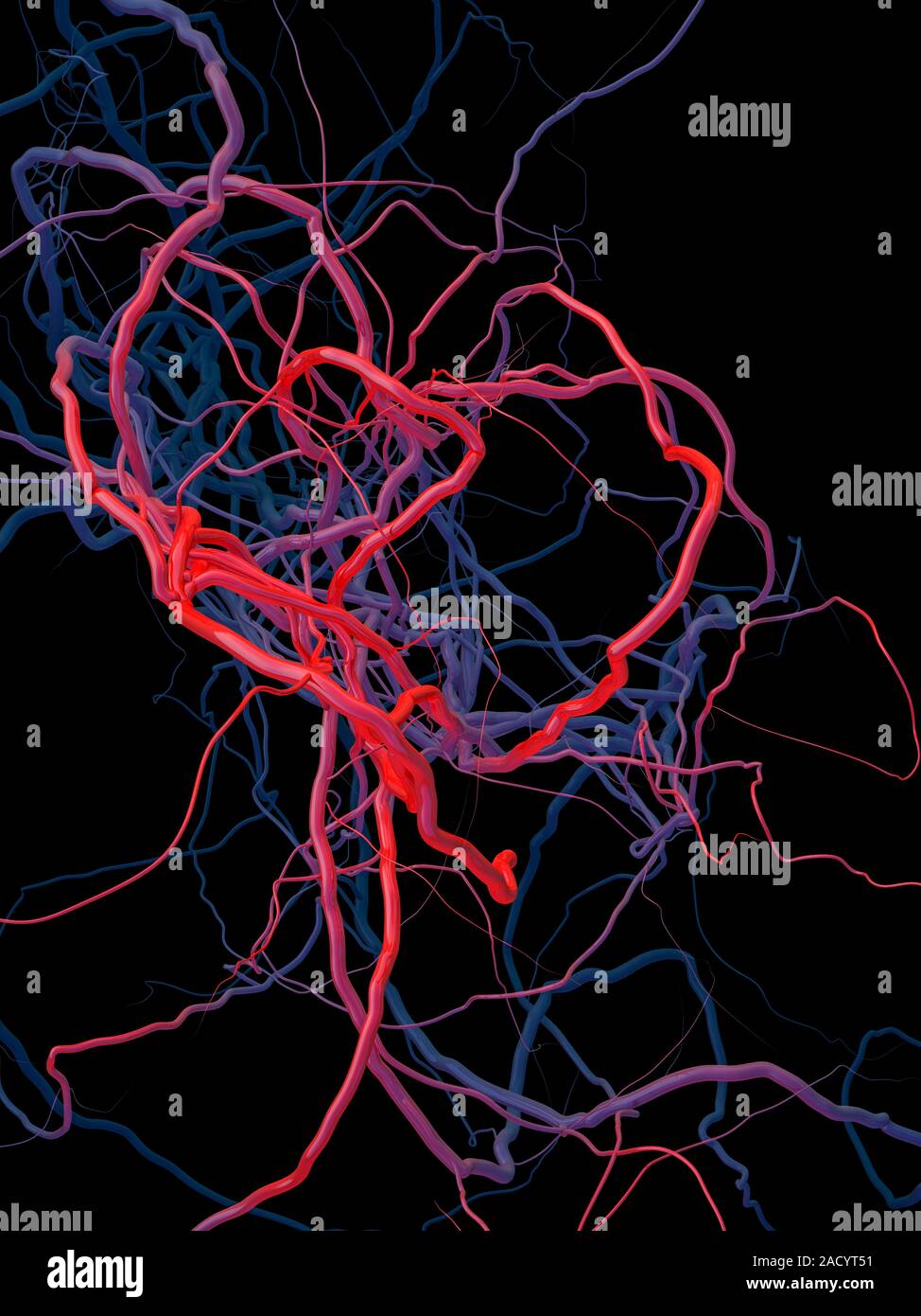 Blood vessels illustration. Arteries red carry oxygenated blood
