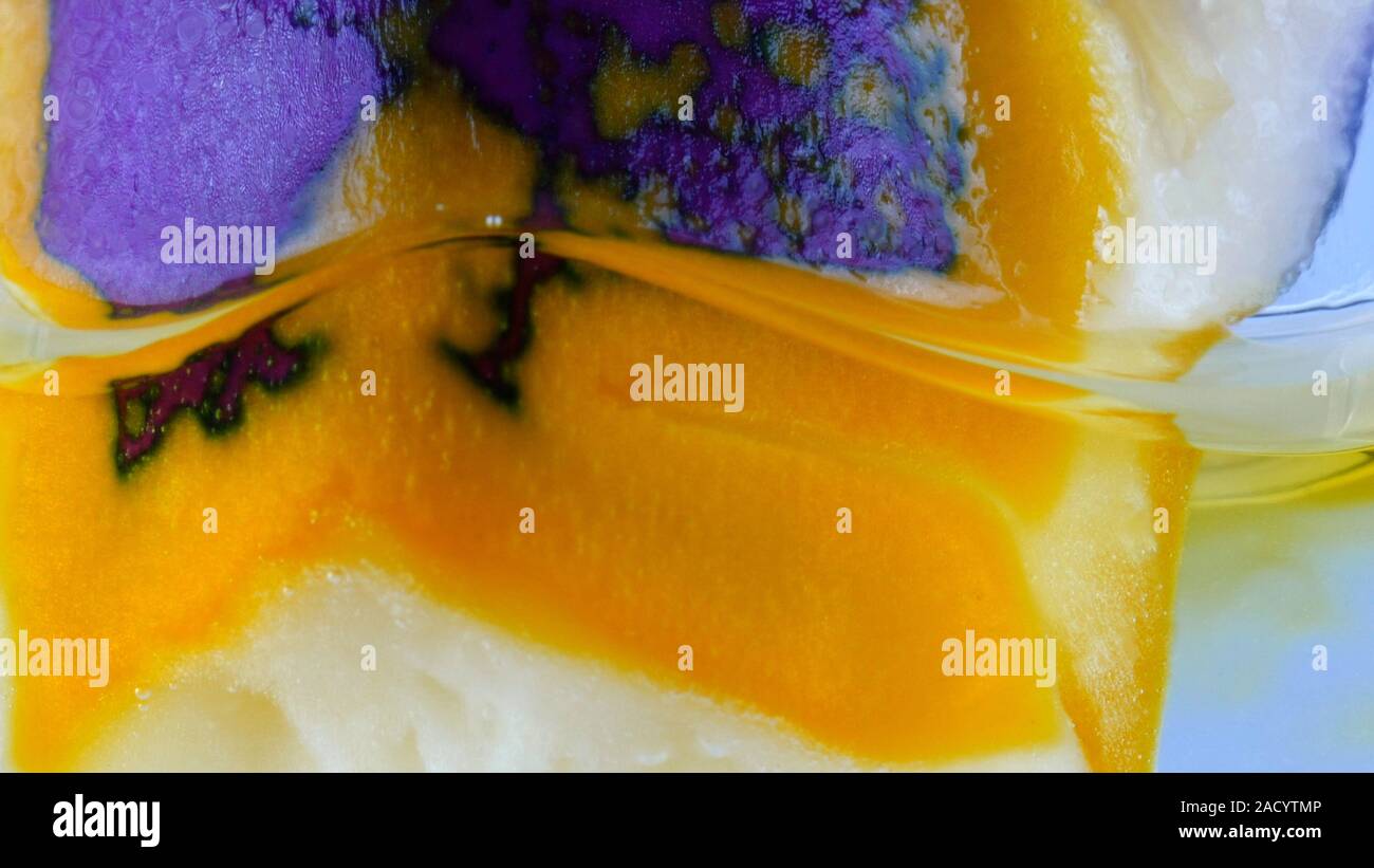 Cabbage as pH indicator. Purple cabbage being dipped into sodium