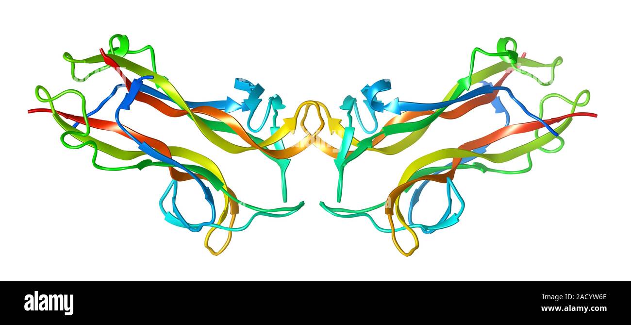 Molecular Model Of The Brain-derived Neurotrophic Factor, Also Known As ...