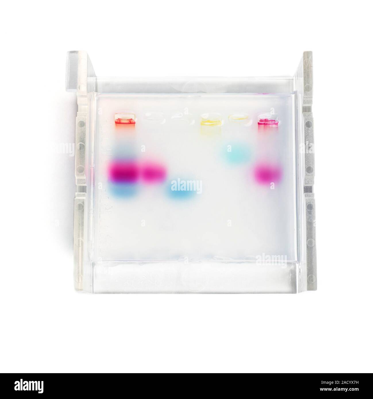 Demonstration of gel electrophoresis. Gel bath used to demonstrate