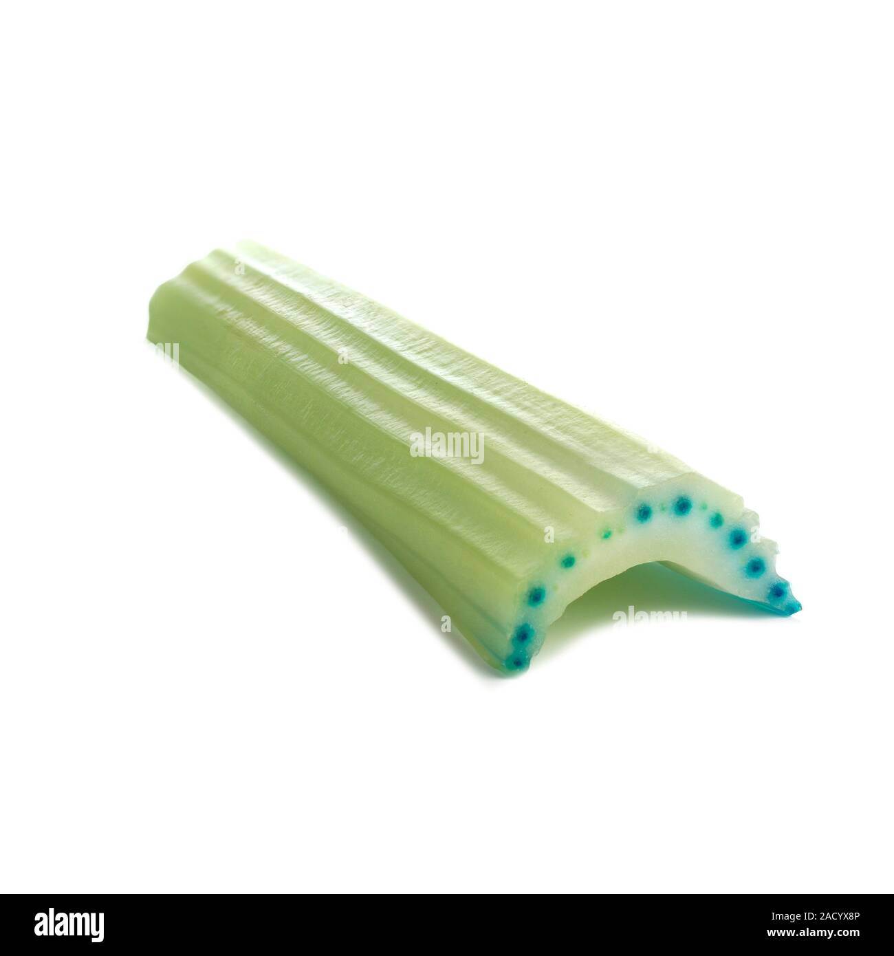 A cut stalk of celery (Apium graveolens var. dulce) that has stood in