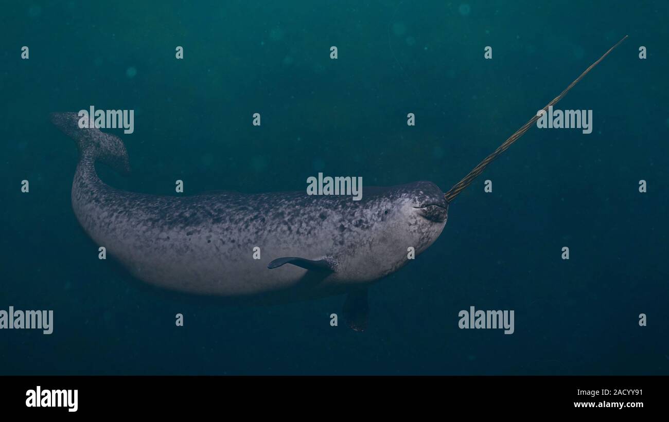 Narwhal, male Monodon monoceros swimming in the ocean Stock Photo - Alamy