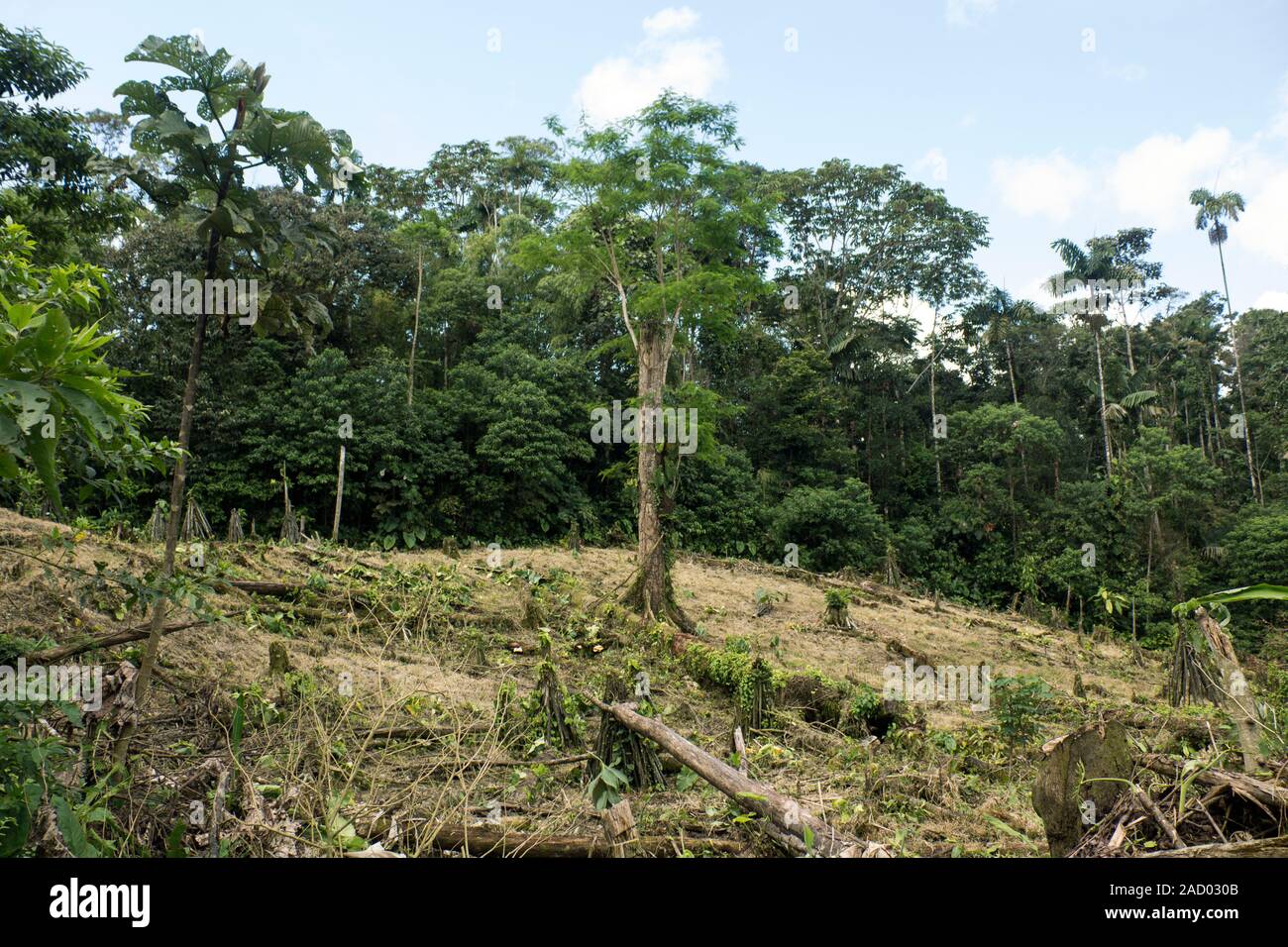 Tropical rainforest cleared by colonists for planting crops