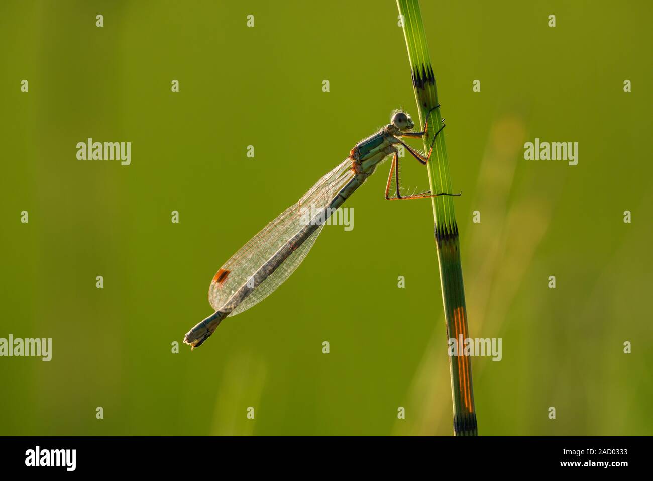 Emerald Damselfly (Lestes sponsa) female perched on a reed at Priddy Mineries in the Mendip Hills, Somerset. Stock Photo