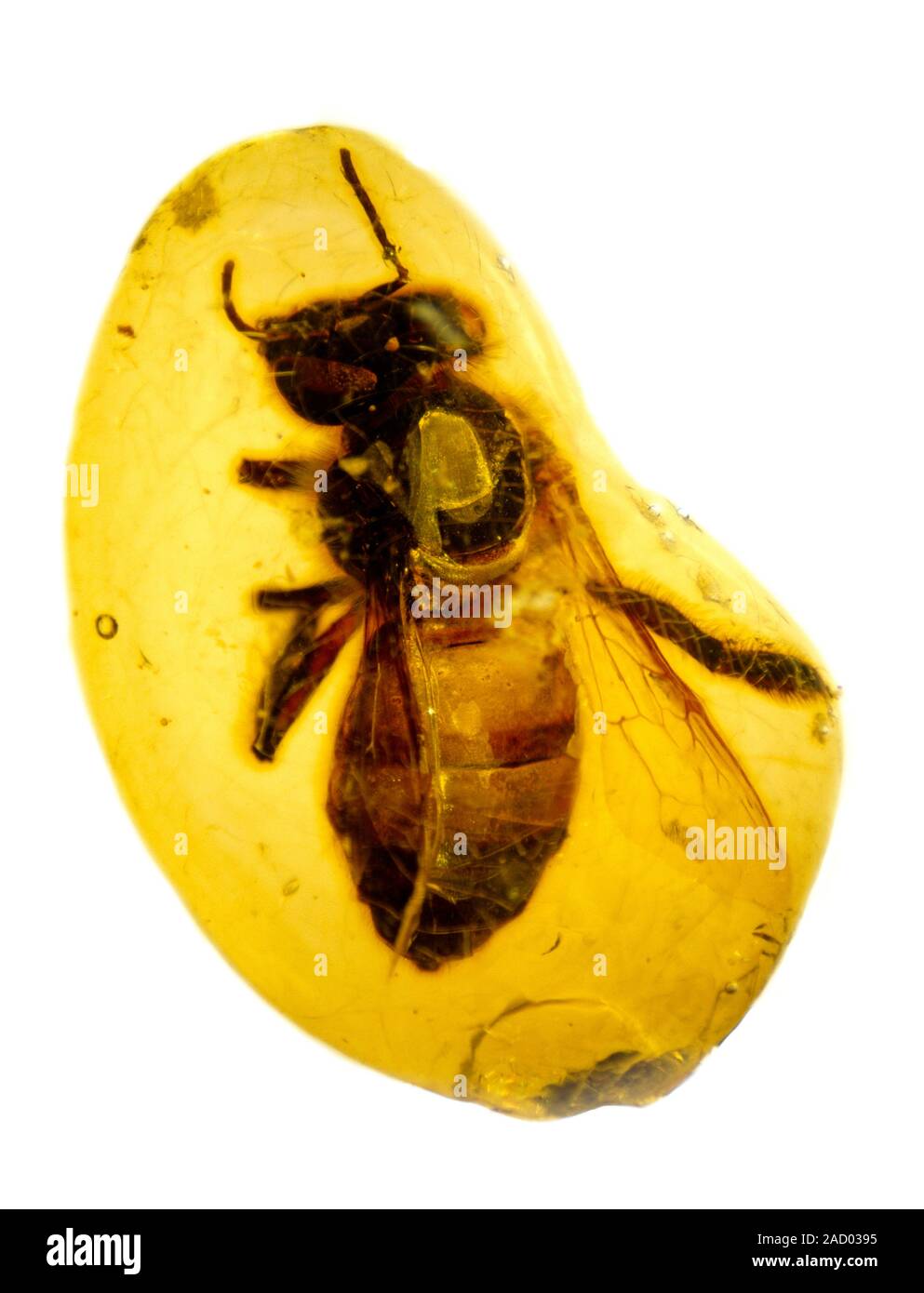 Honeybee (Apid mellifera) in amber. This specimen was trapped and ...