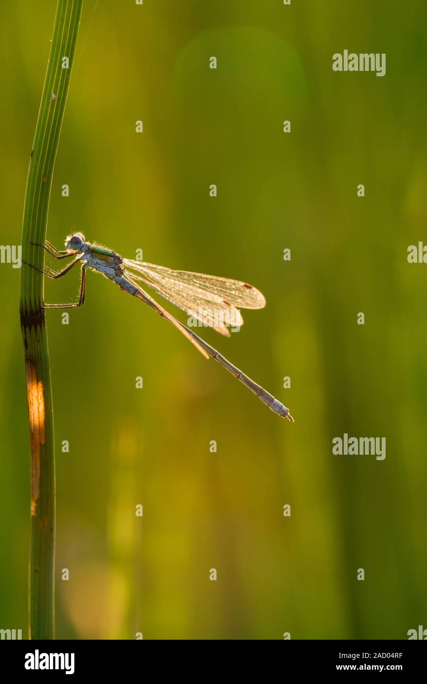 Emerald Damselfly (Lestes sponsa) male perched on a reed at Priddy Mineries in the Mendip Hills, Somerset. Stock Photo